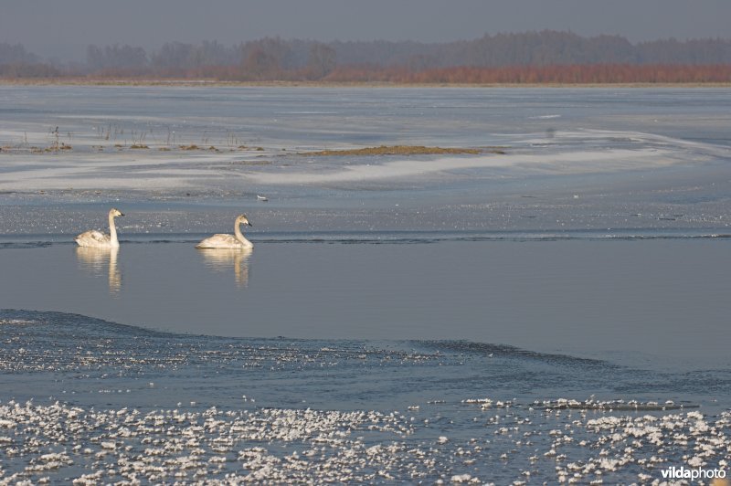 Koppel Wilde zwanen op Warta