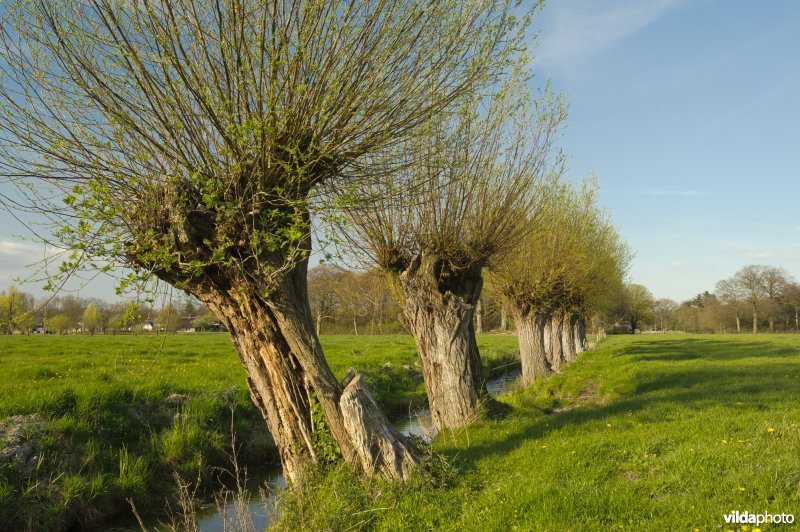 Weide met knotwilgen