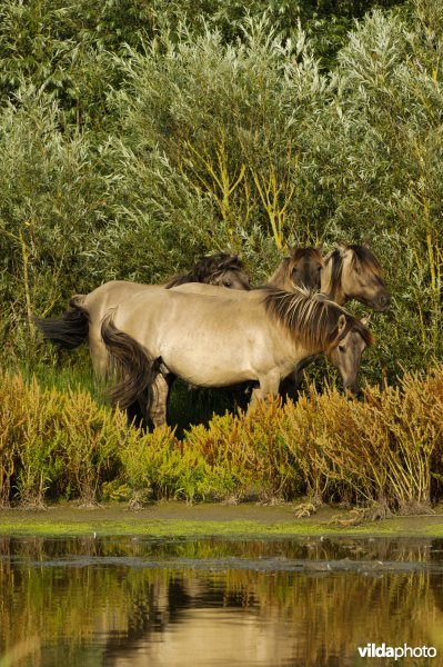 Konikpaarden in Nationaal Park Lauwersmeer