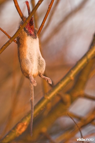 Voorraad van Klapekster: Brandmuis