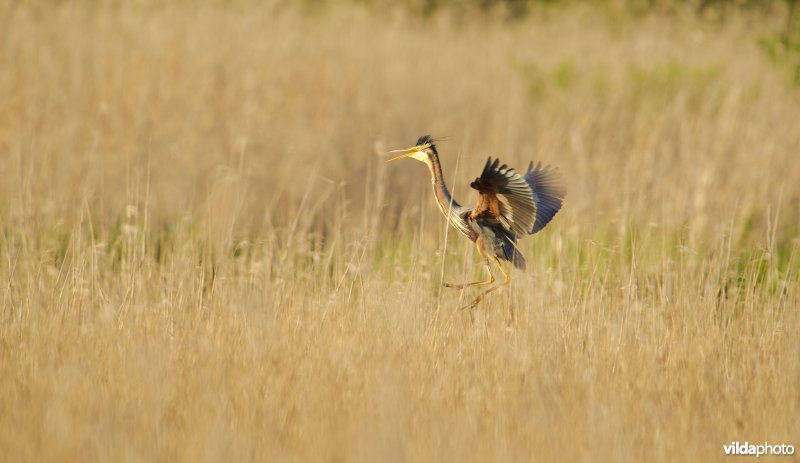 Purperreiger in rietland