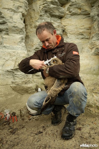 Onderzoeker met Oehoe