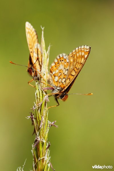 Moerasparelmoervlinder