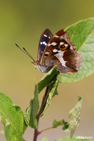 Glanzende vlinder