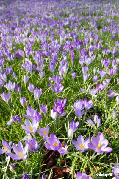 Krokussen in de Kruidtuin van Leuven