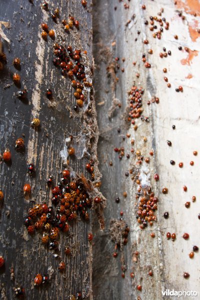 Overwintering van Veelkleurige Aziatische lieveheersbeestjes