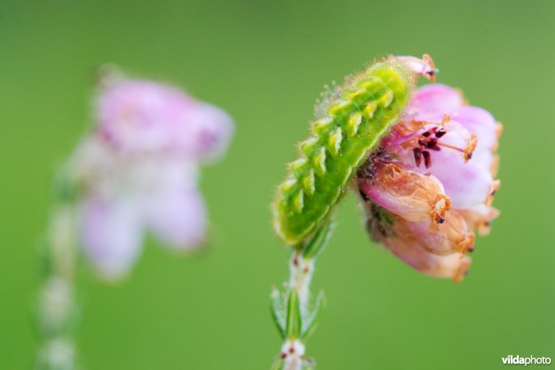 Rups van een Groentje op Dophei