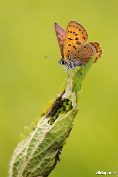 Blauw vuurvlindertje