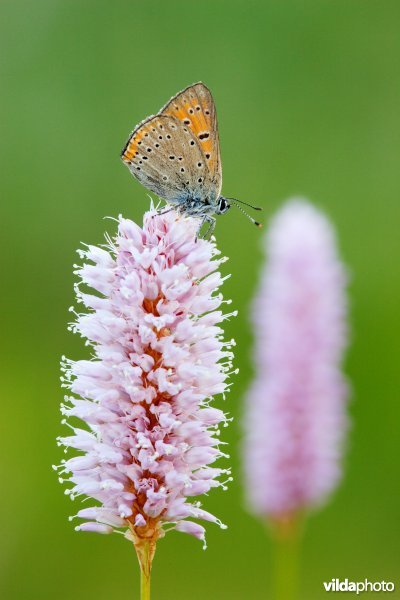 Rode vuurvlinder op Adderwortel