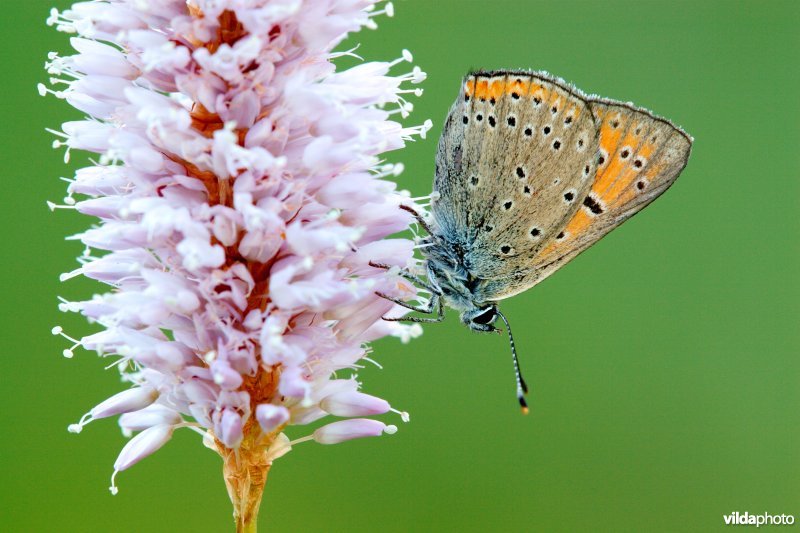 Rode vuurvlinder op Adderwortel