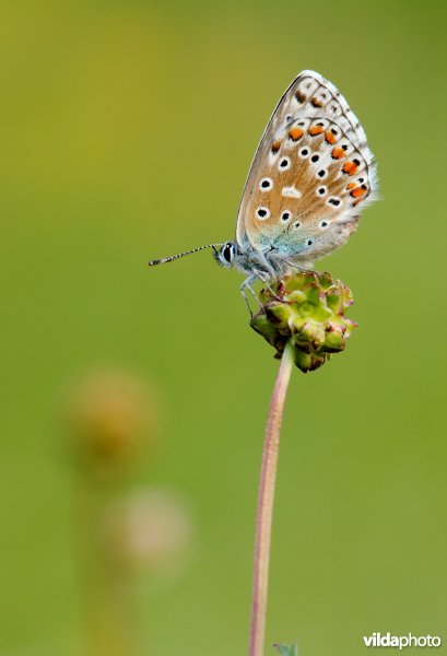 Adonisblauwtje op Kleine pimpernel