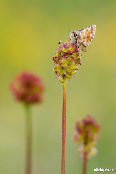 Kalkgraslanddikkopje op Kleine pimpernel