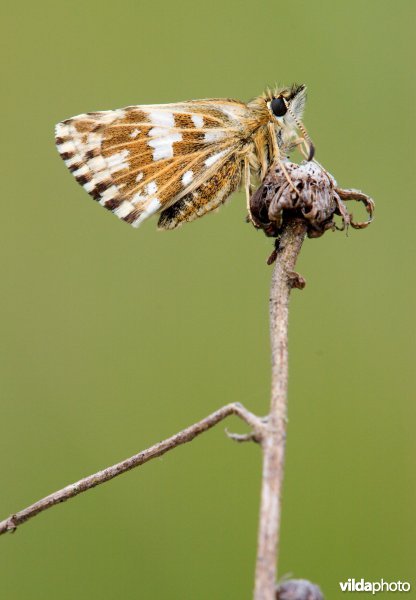 Bretons spikkeldikkopje