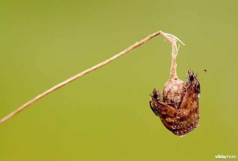 Slapend koppeltje Bruin dikkopjes