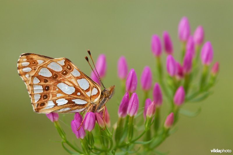 Kleine parelmoervlinder op duizendguldenkruid