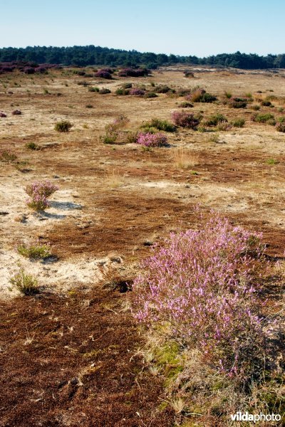 Landduin met struikhei en duinmossen