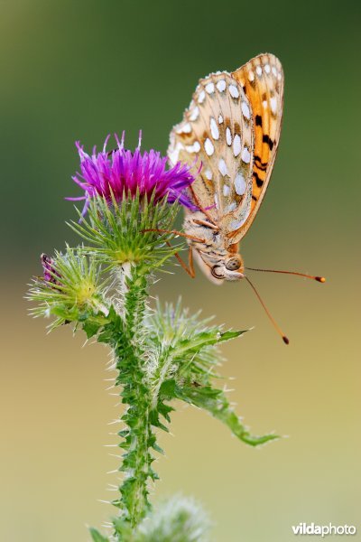 Grote parelmoervlinder op een distel