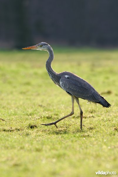 Wandelende Blauwe reiger