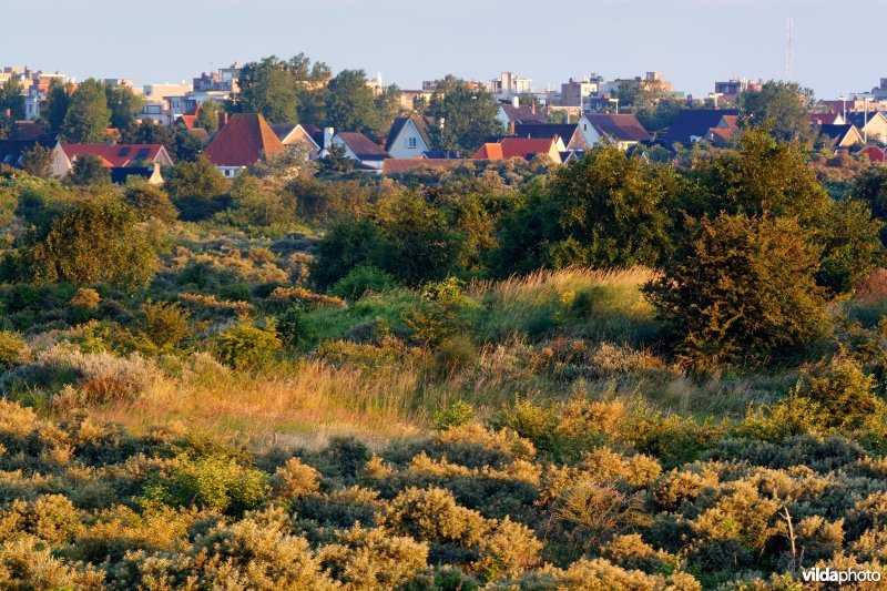 Zonsondergang boven de duinen