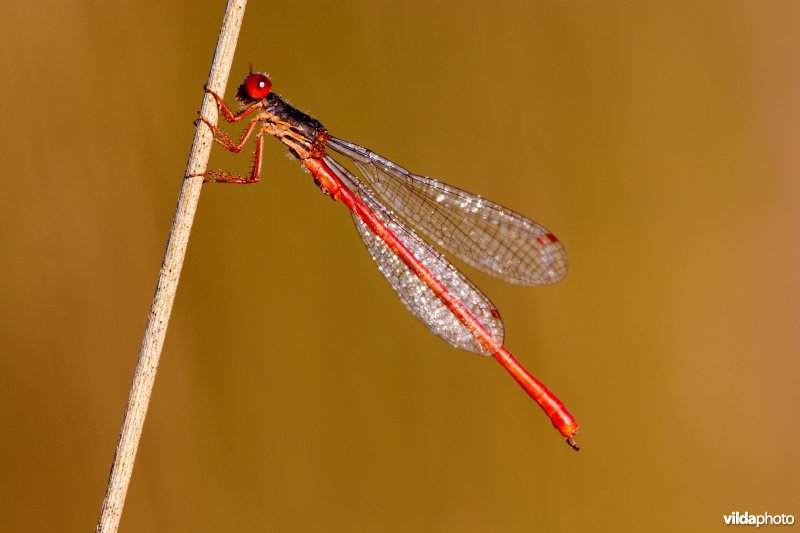 Rood juffertje