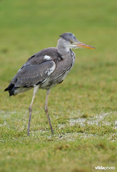 Blauwe reiger op stap