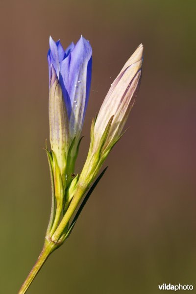 Klokjesgentiaan met eitjes van het Gentiaanblauwtje