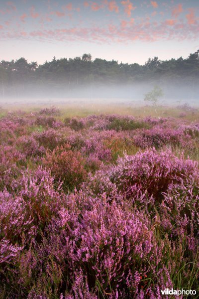 Ochtendnevel boven de heide