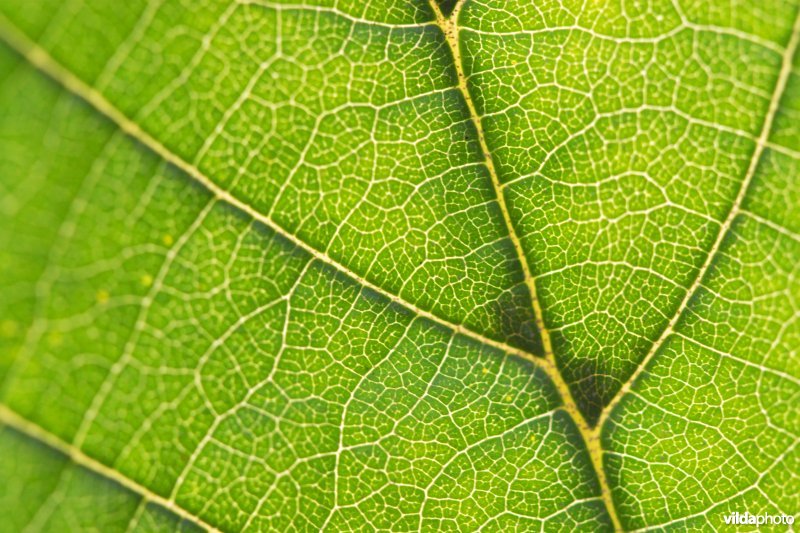 Fris groen blad in tegenlicht