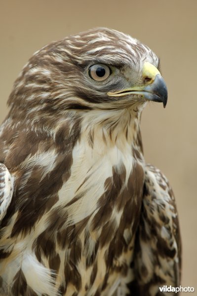 Portret van Buizerd