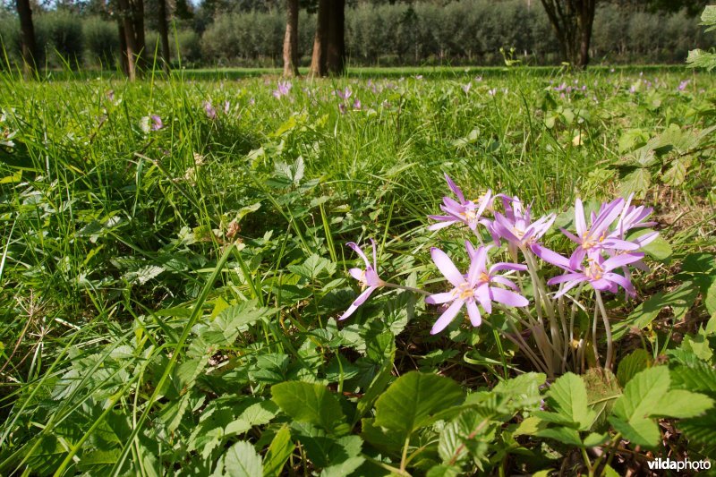 Groepje Herfsttijloos