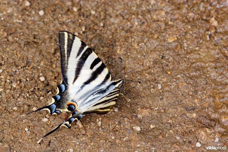 Zuidelijke koningspage
