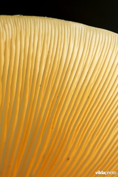 Hoed van een plaatjeszwam