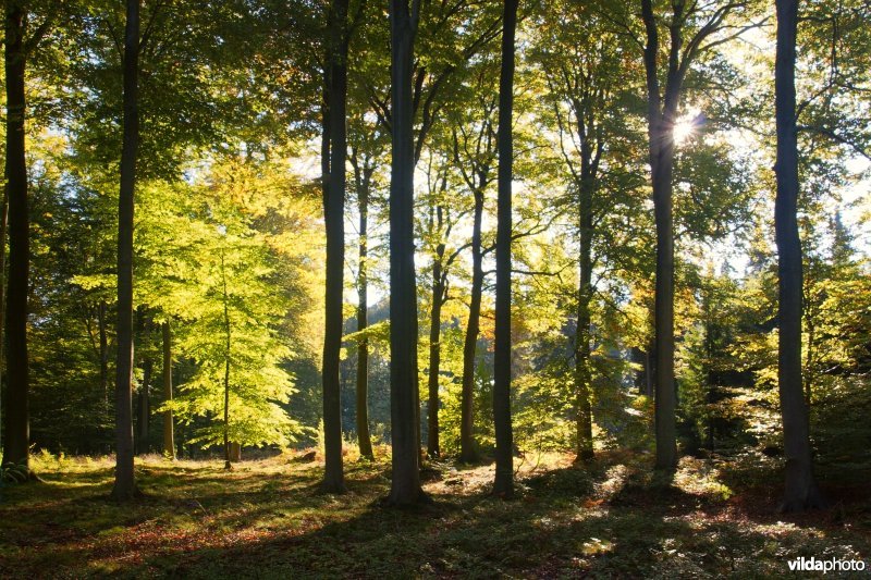 Jonge beuk in een bos met kathedraalbeuken