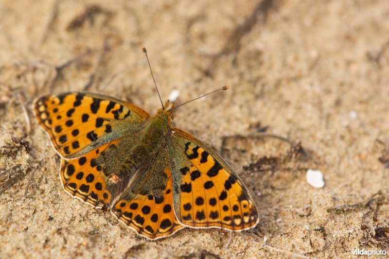 Kleine parelmoervlinder in de duinen