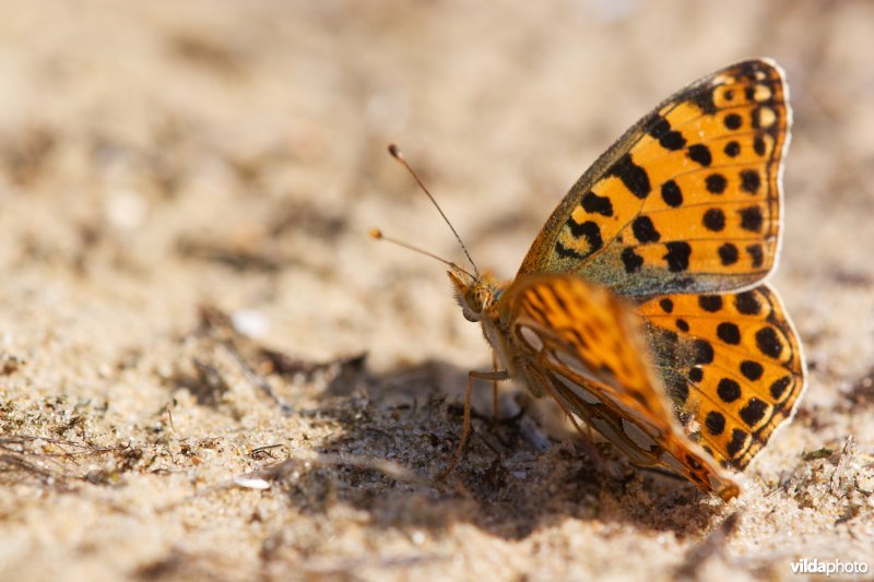 Kleine parelmoervlinder in de duinen