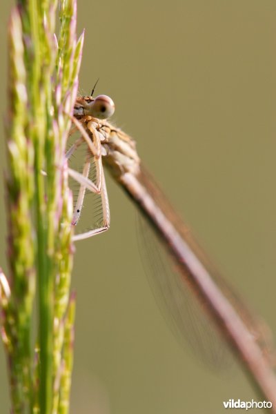 Breedscheenjuffer