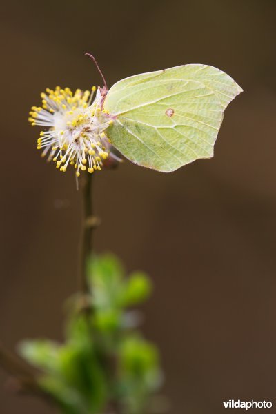 Citroenvlinder op wilgekatje