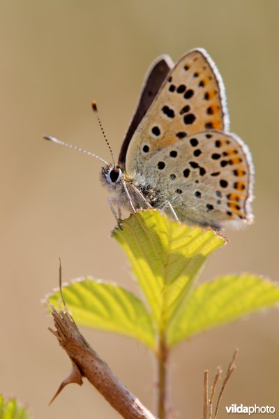 Mannetje van de Bruine vuurvlinder