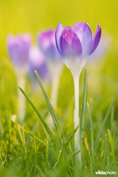 Krokussen in de Kruidtuin van Leuven