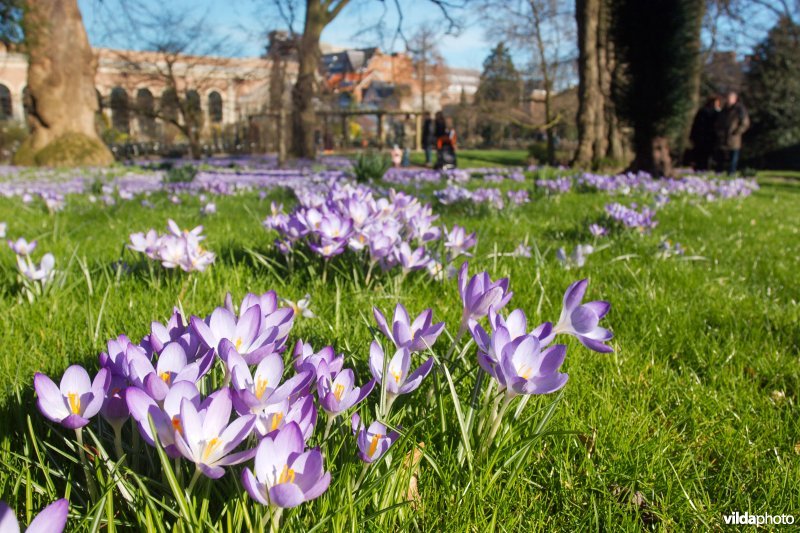 Krokussen in de Kruidtuin van Leuven