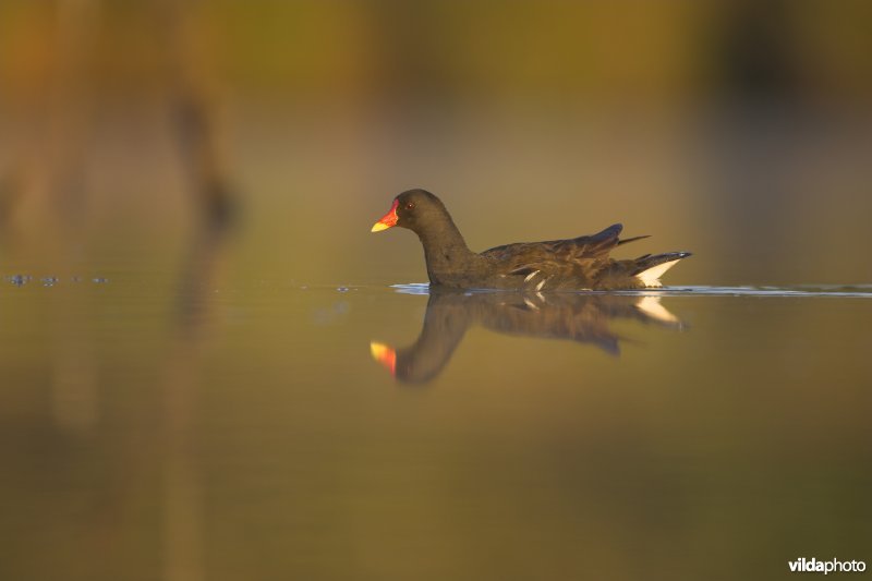 Voorbijzwemmend Waterhoentje