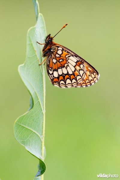 Bosparelmoervlinder