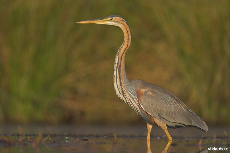 Purperreiger in prachtkleed