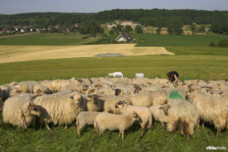 Verzorgen van Mergellandschapen