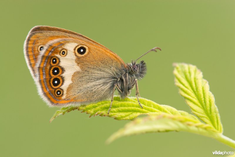Tweekleurig hooibeestje