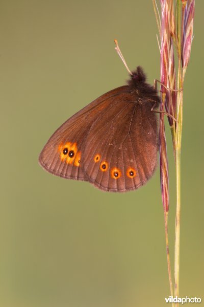 Voorjaarserebia