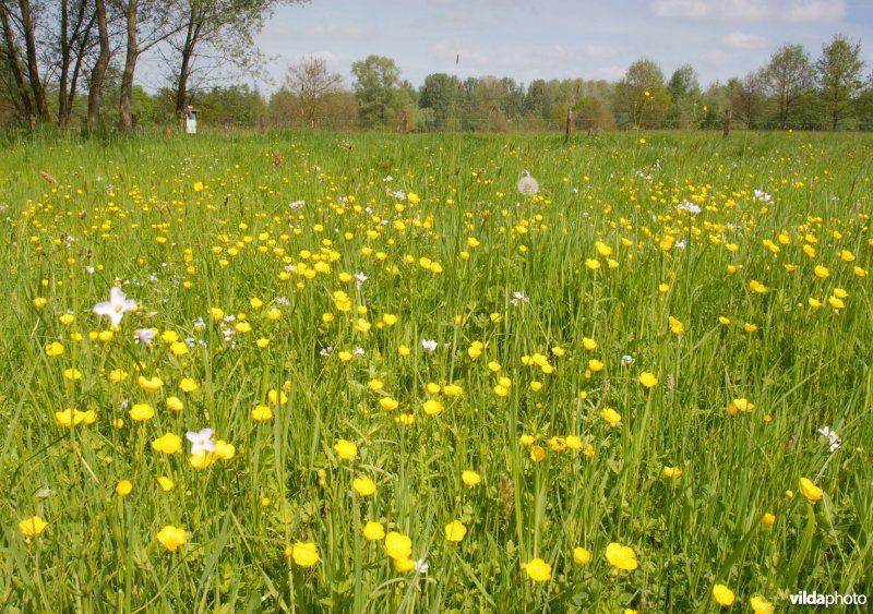 Grasland met boterbloemen