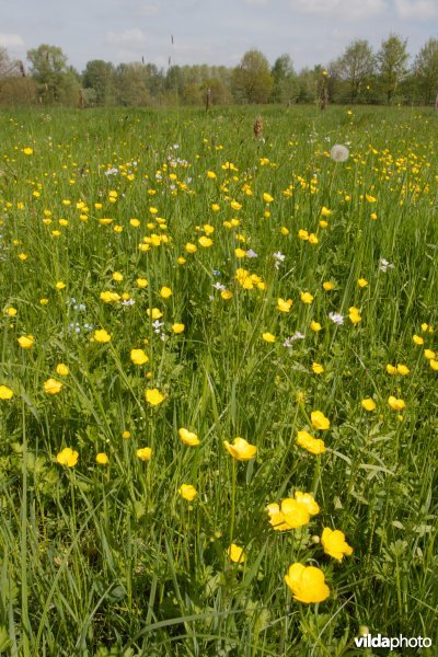 Grasland met boterbloemen