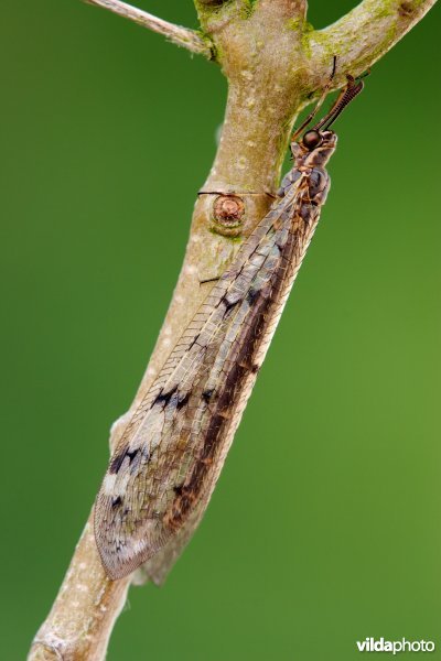 Gevlekte mierenleeuw