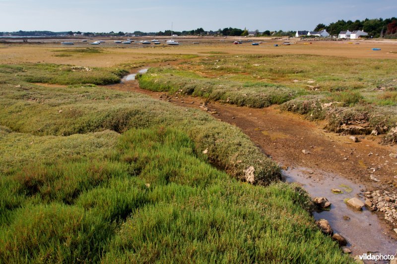 Schor aan de Bretoense kust